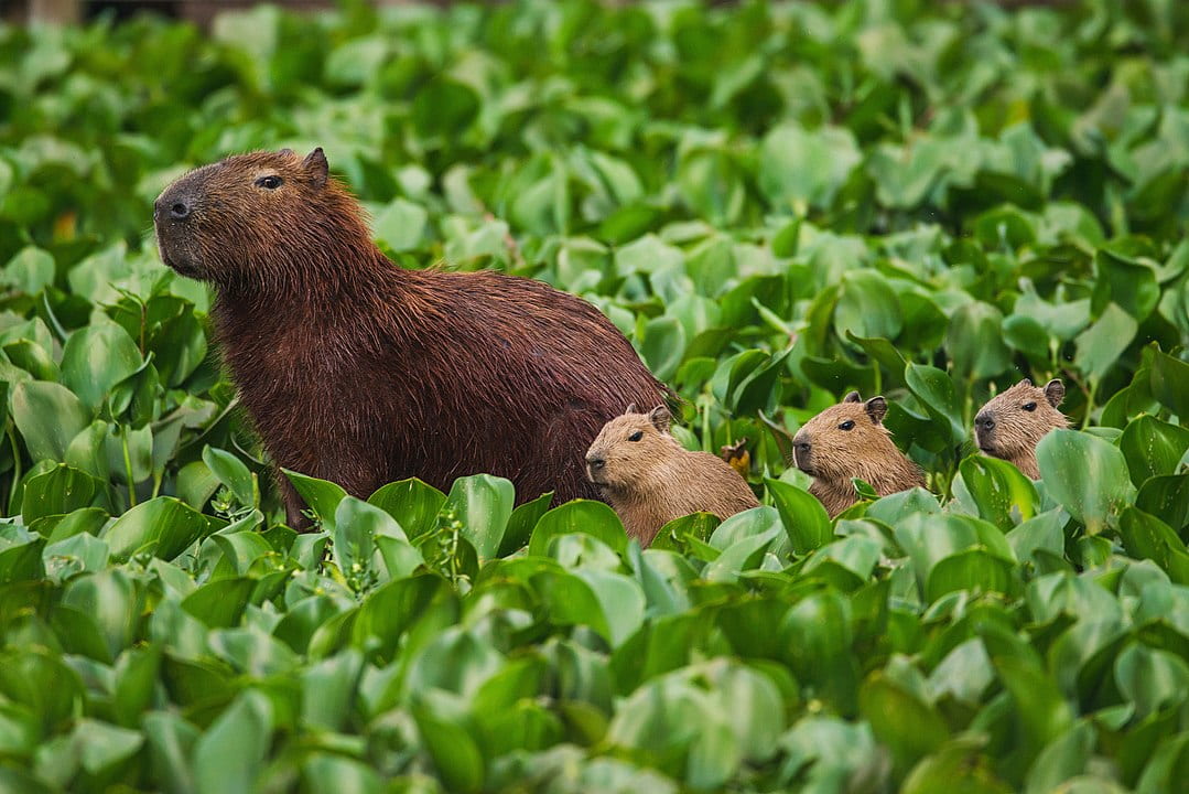 capybara mother and pups