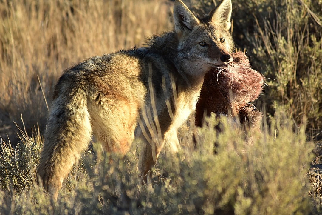 coyote with kill