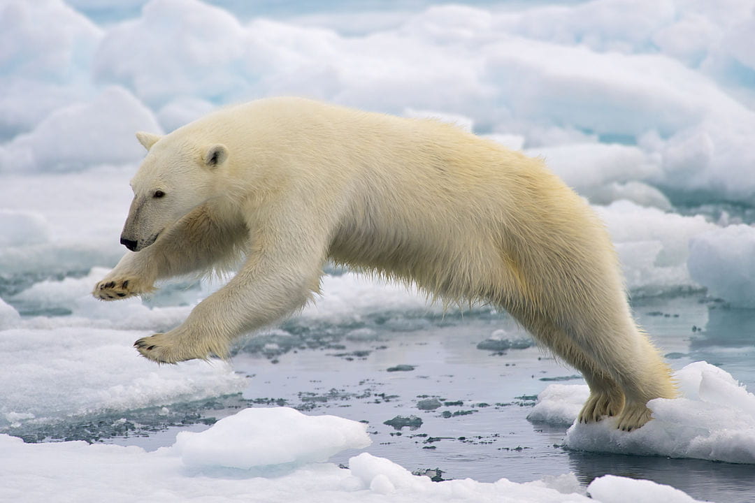 polar bear leaping across ice