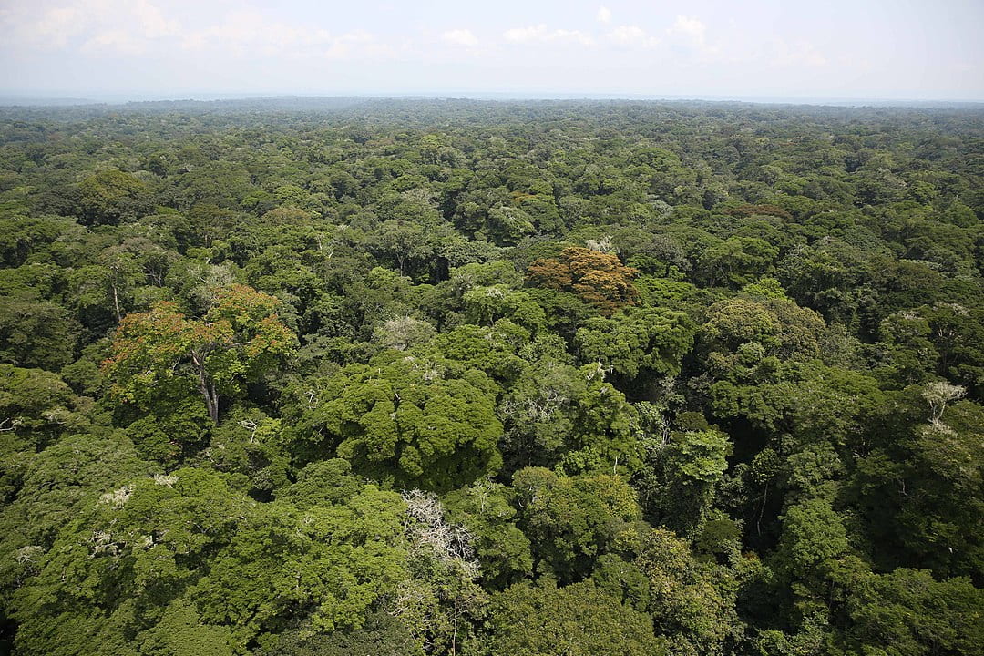 Ituri rainforest birds-eye view