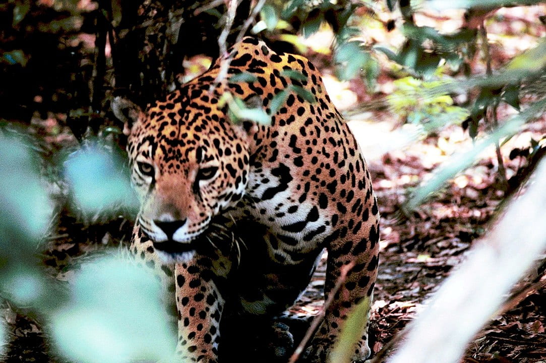 jaguar obscured by foliage