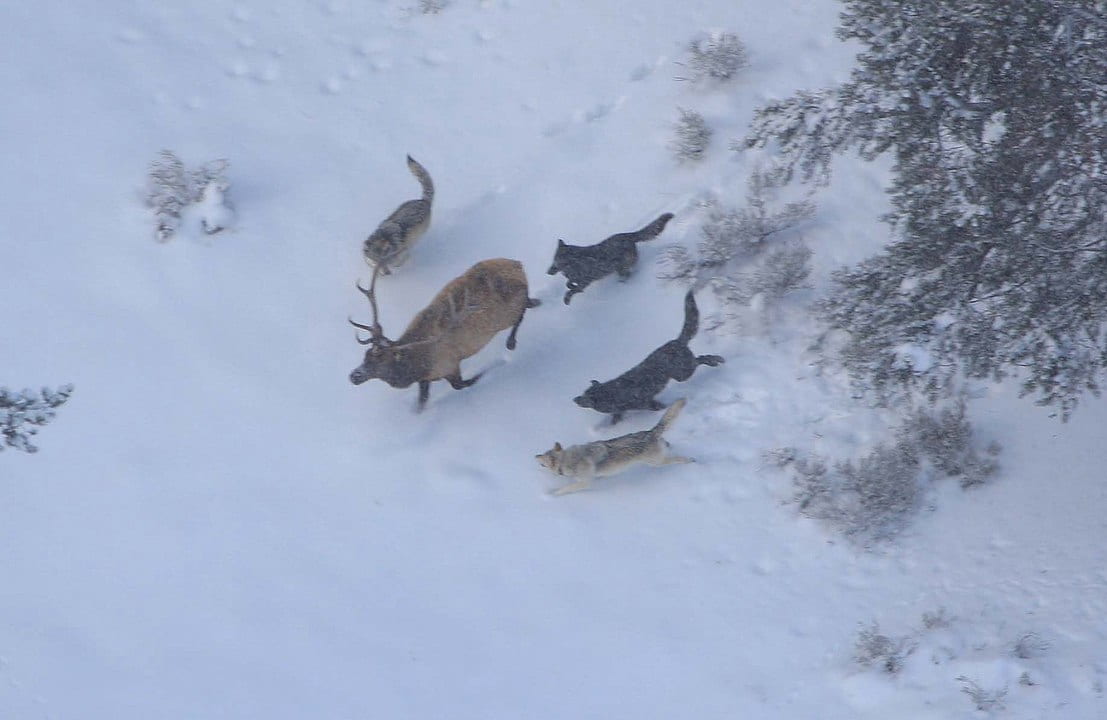 wolves chasing elk