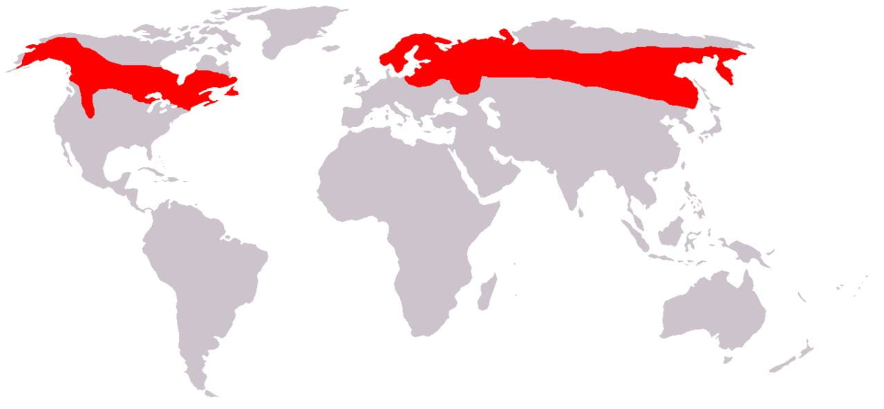 map showing moose range worldwide