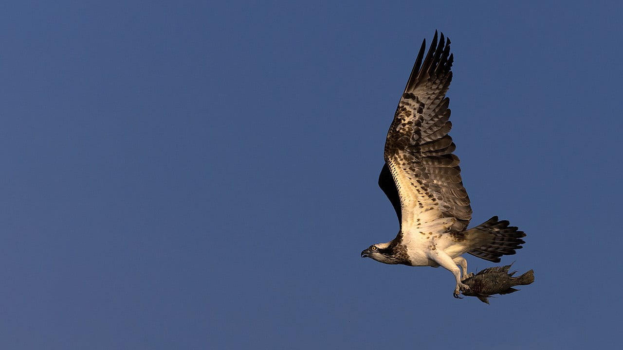 osprey in flight carrying fish in talons