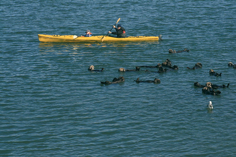kayakers and sea otters in ocean