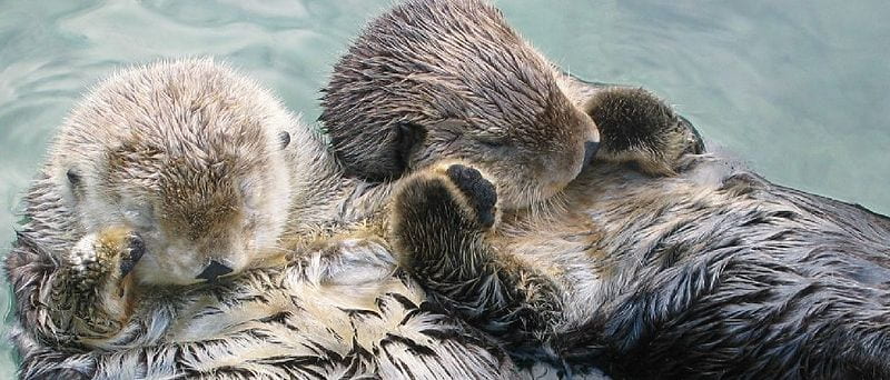 two sleeping sea otters
