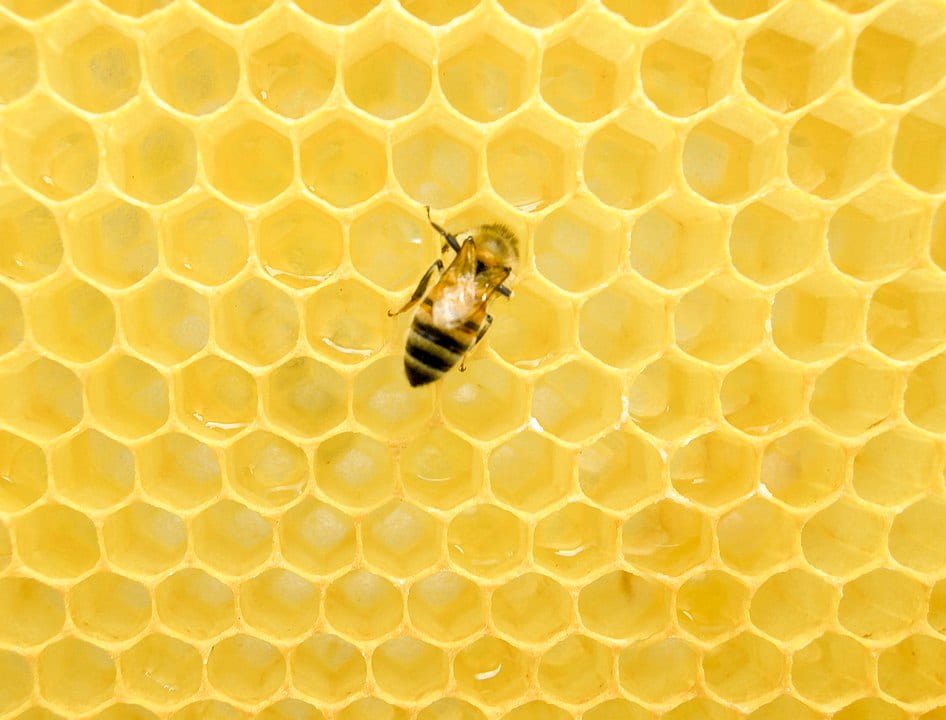 honey bee on honeycomb