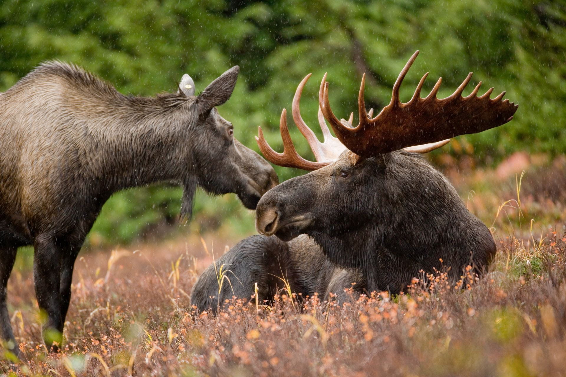 moose bull and cow