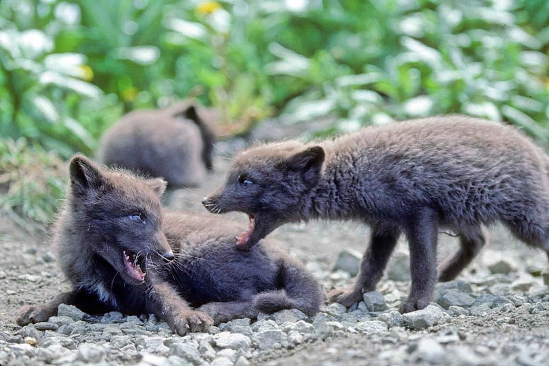 arctic fox pups 