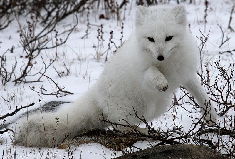arctic fox in snow