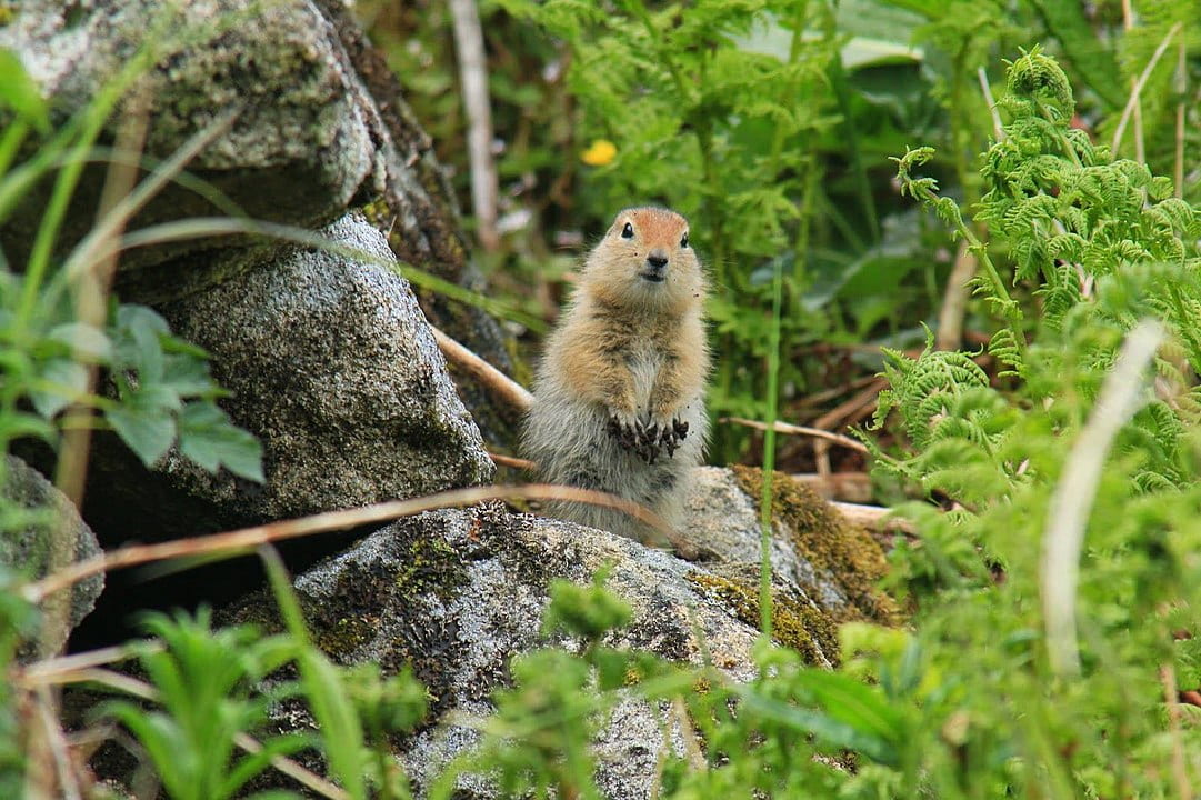 arctic ground squirrel