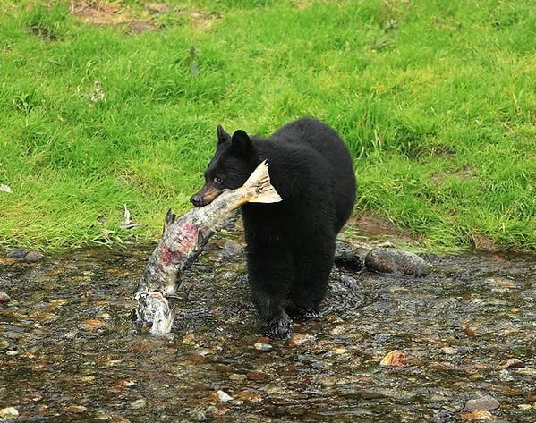 black bear holding salmon carcass