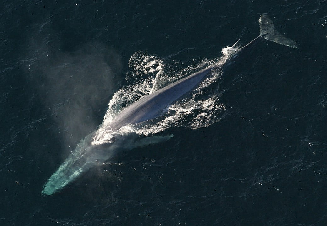 blue whale overhead view