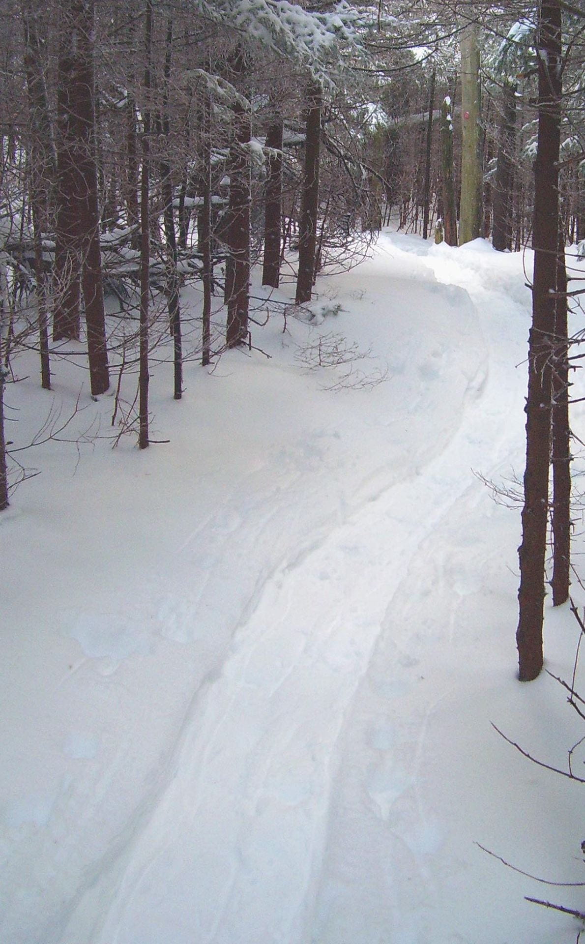 broken snowshoe trail