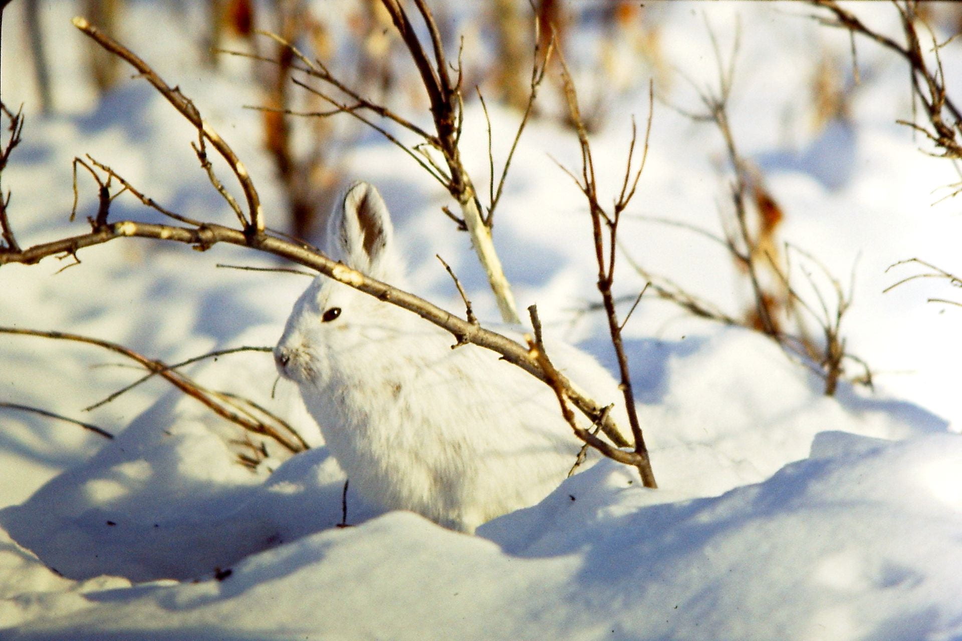snowshoe hare in snow
