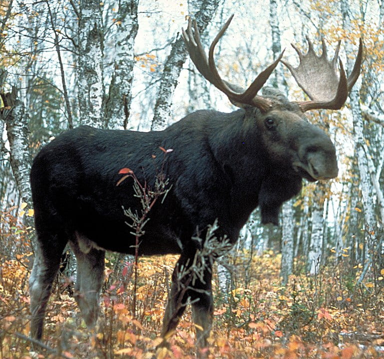 bull moose in timber