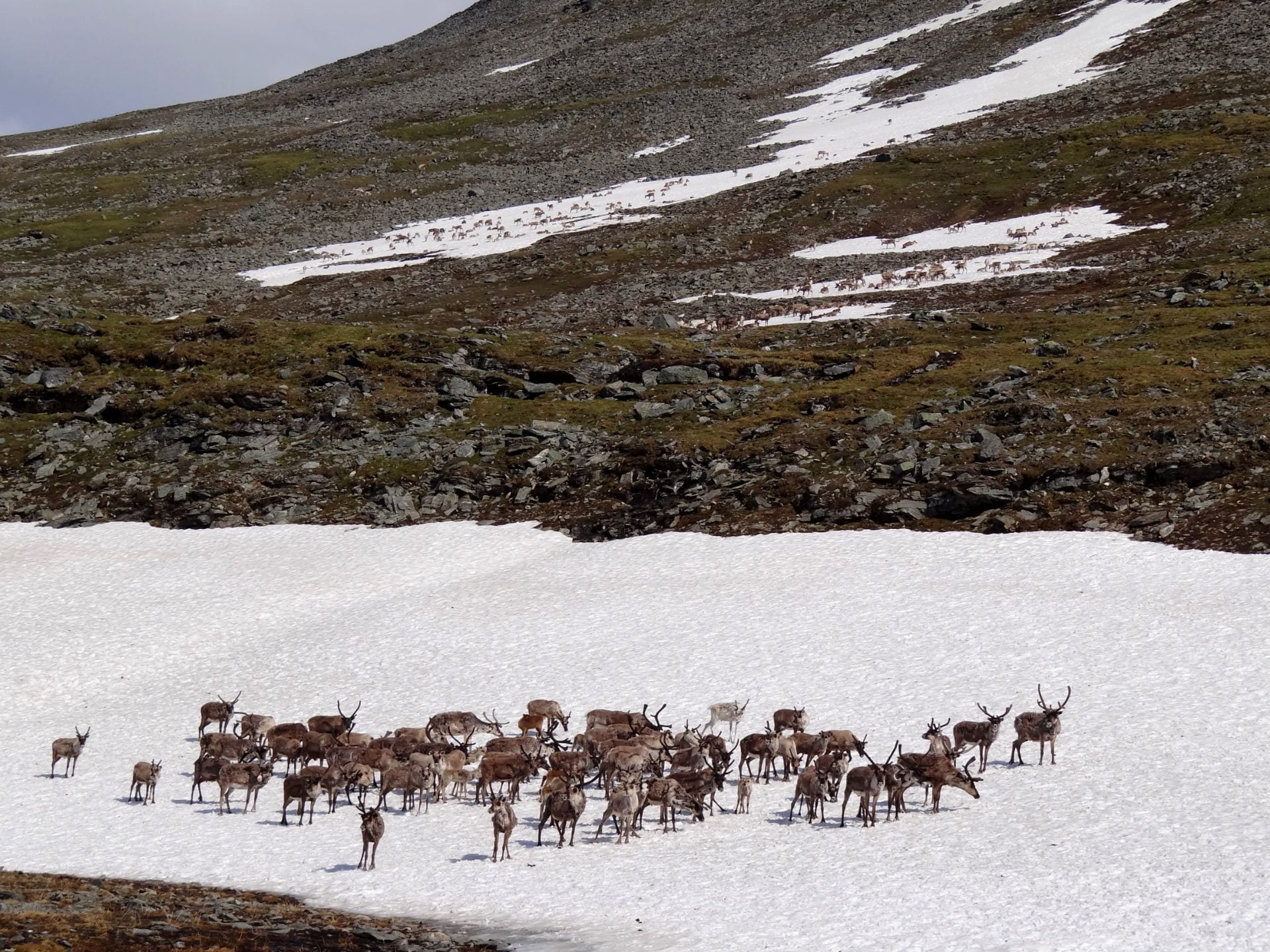caribou reindeer herd in snow