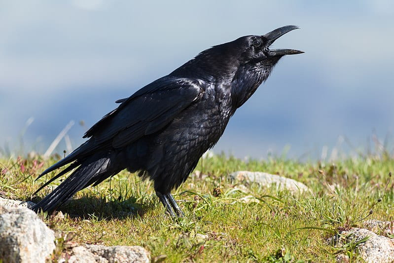 cawing raven