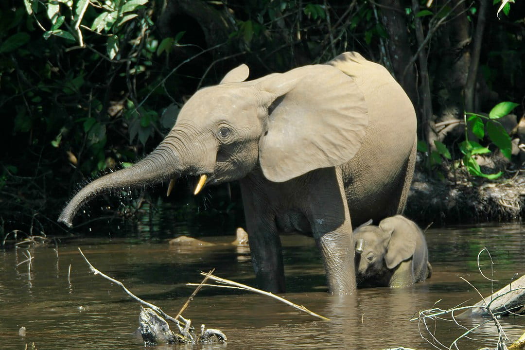 elephant mother and baby in river