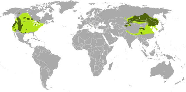 map showing elk distribution across the continents