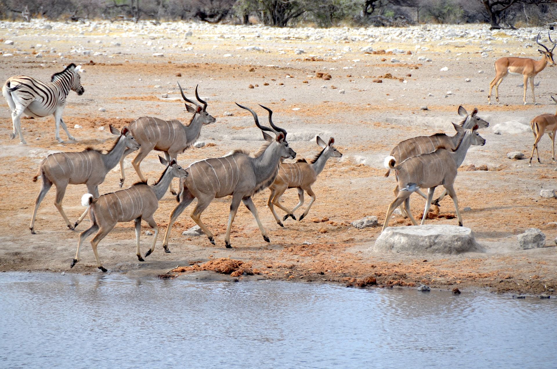 kudu herd at waterhole