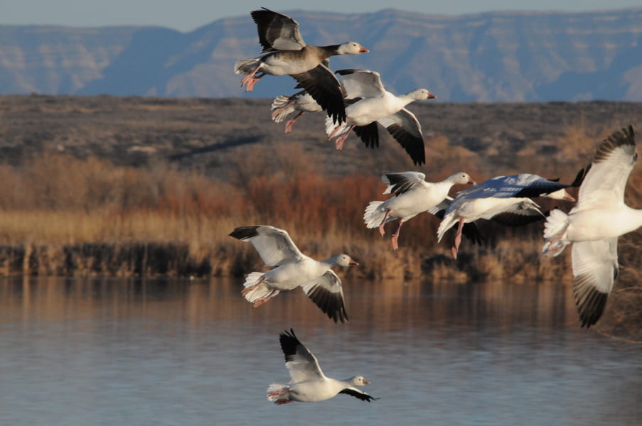 geese taking flight