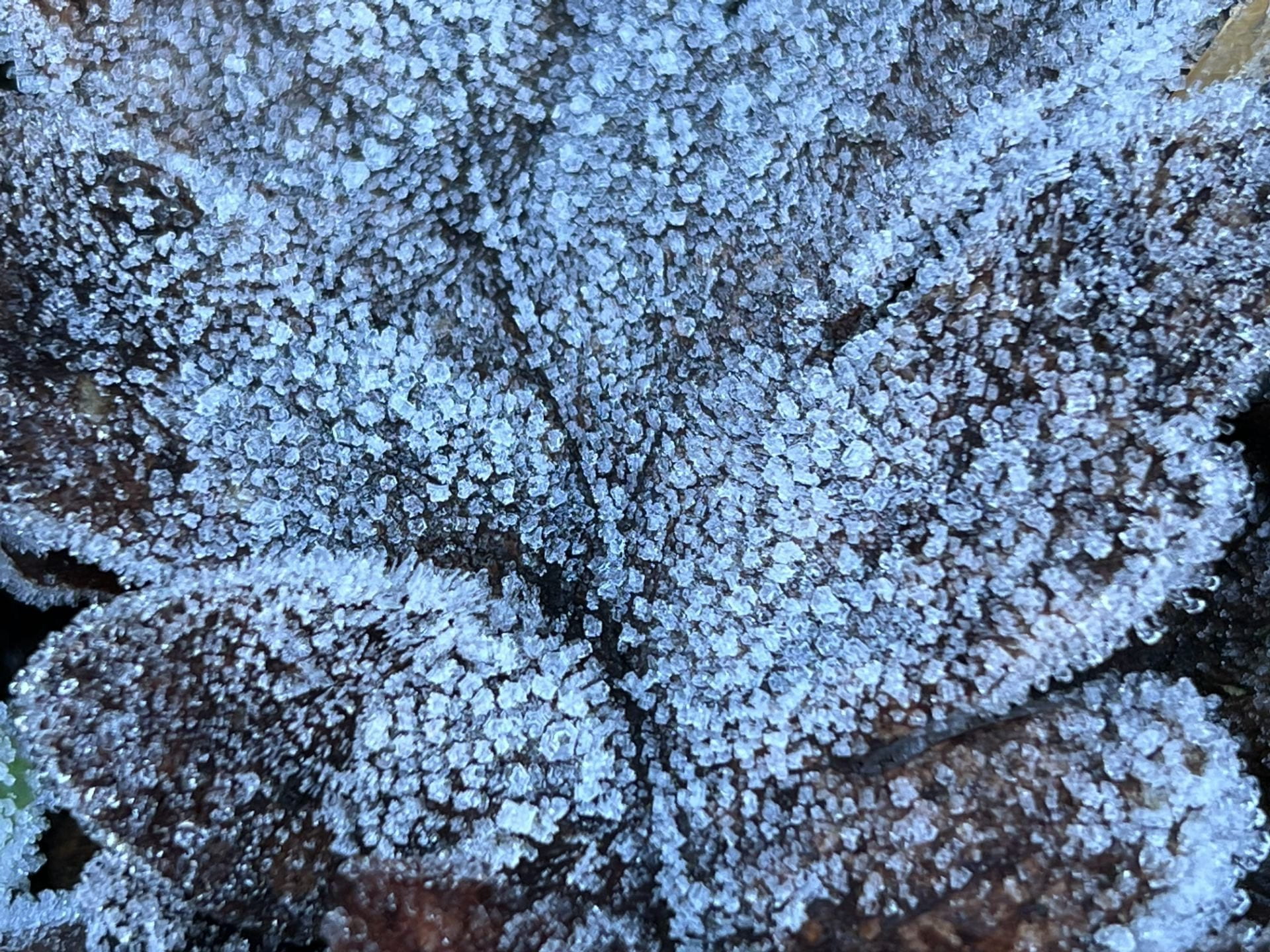 frost covered oak leaf