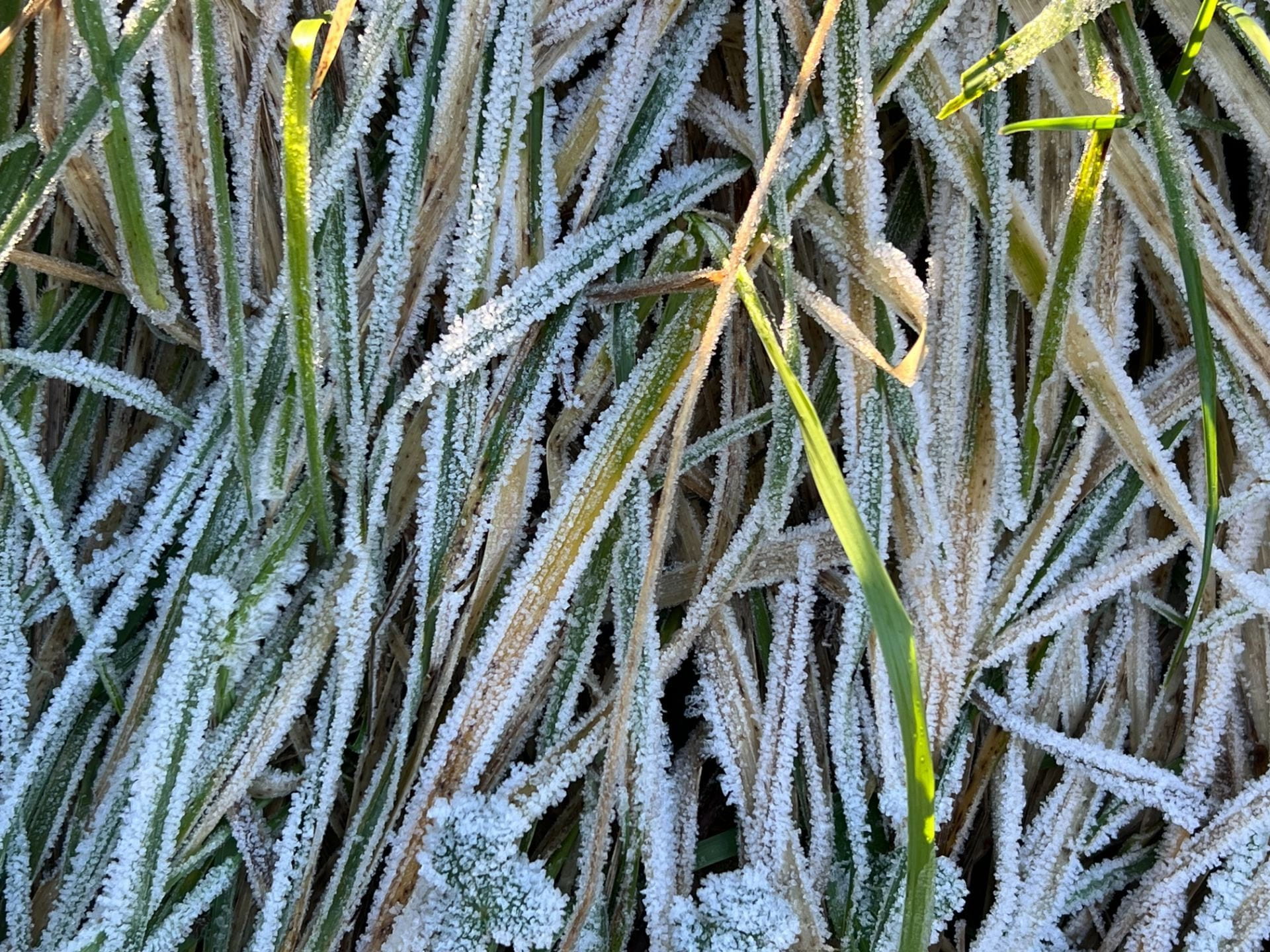grass with frost