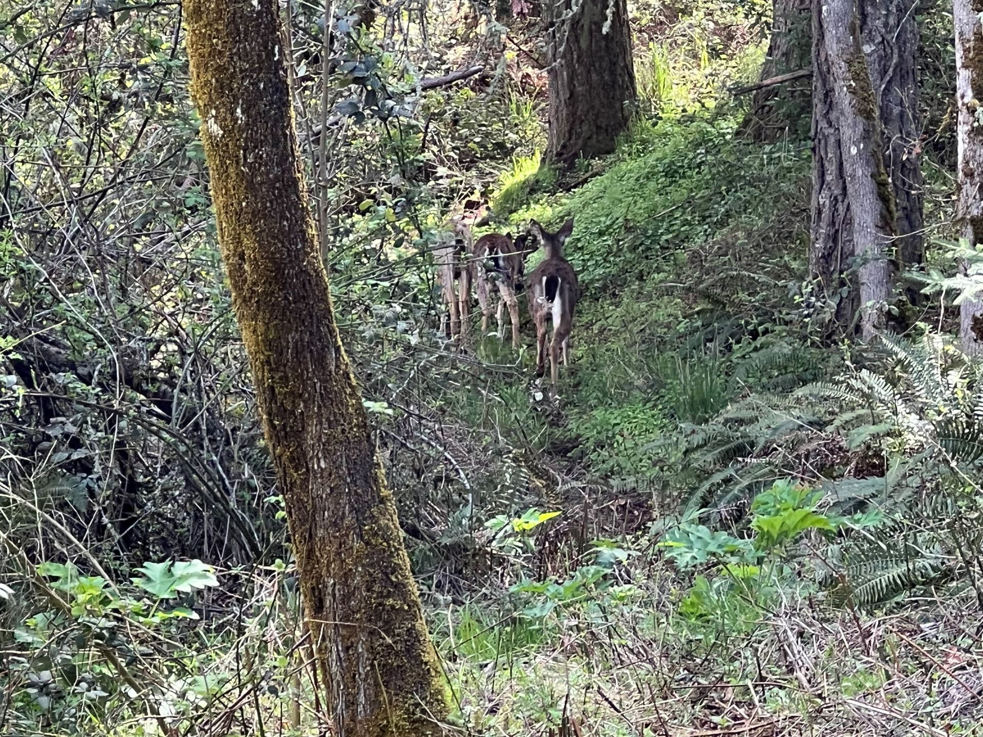 three deer in woods rear view