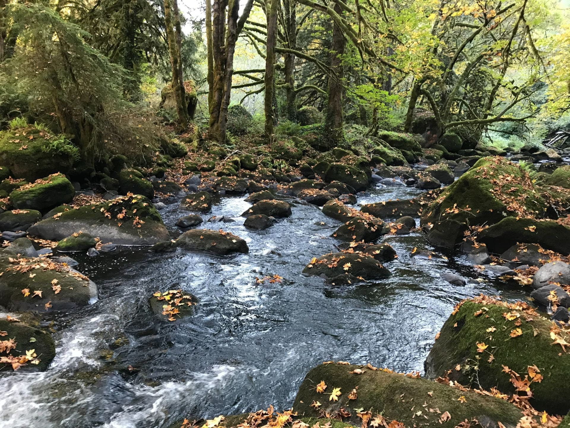 creek with fall leaves