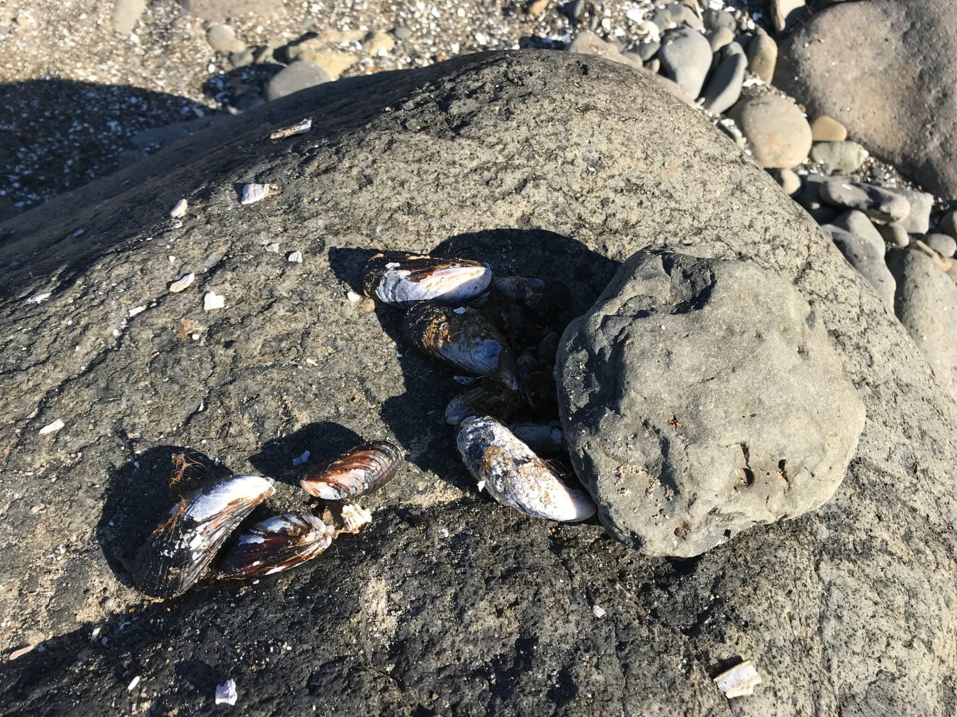 mussels and rock hammer