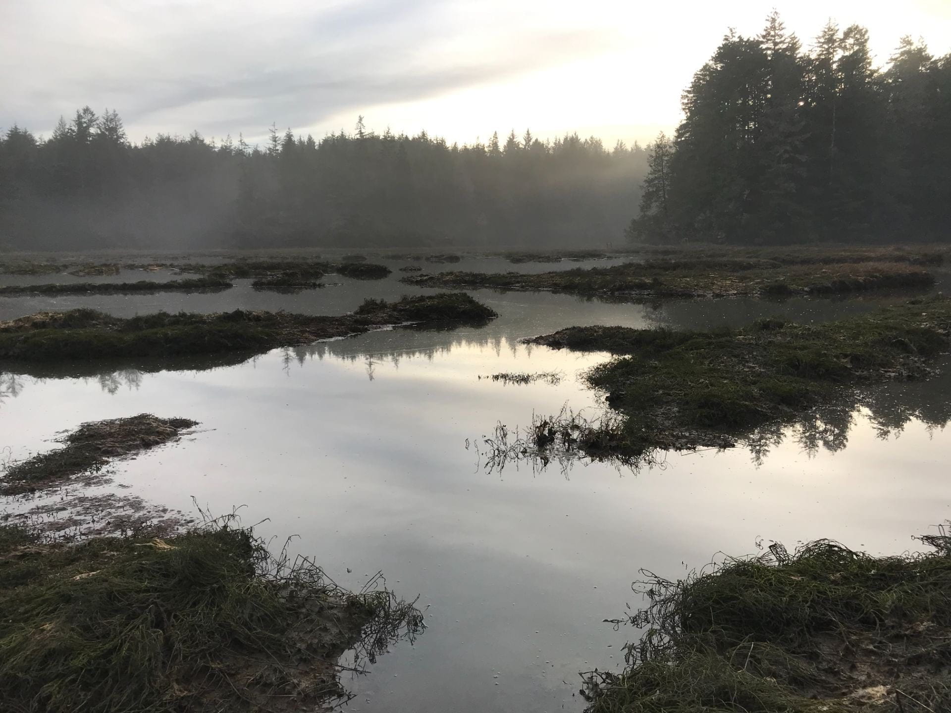misty coastal marsh