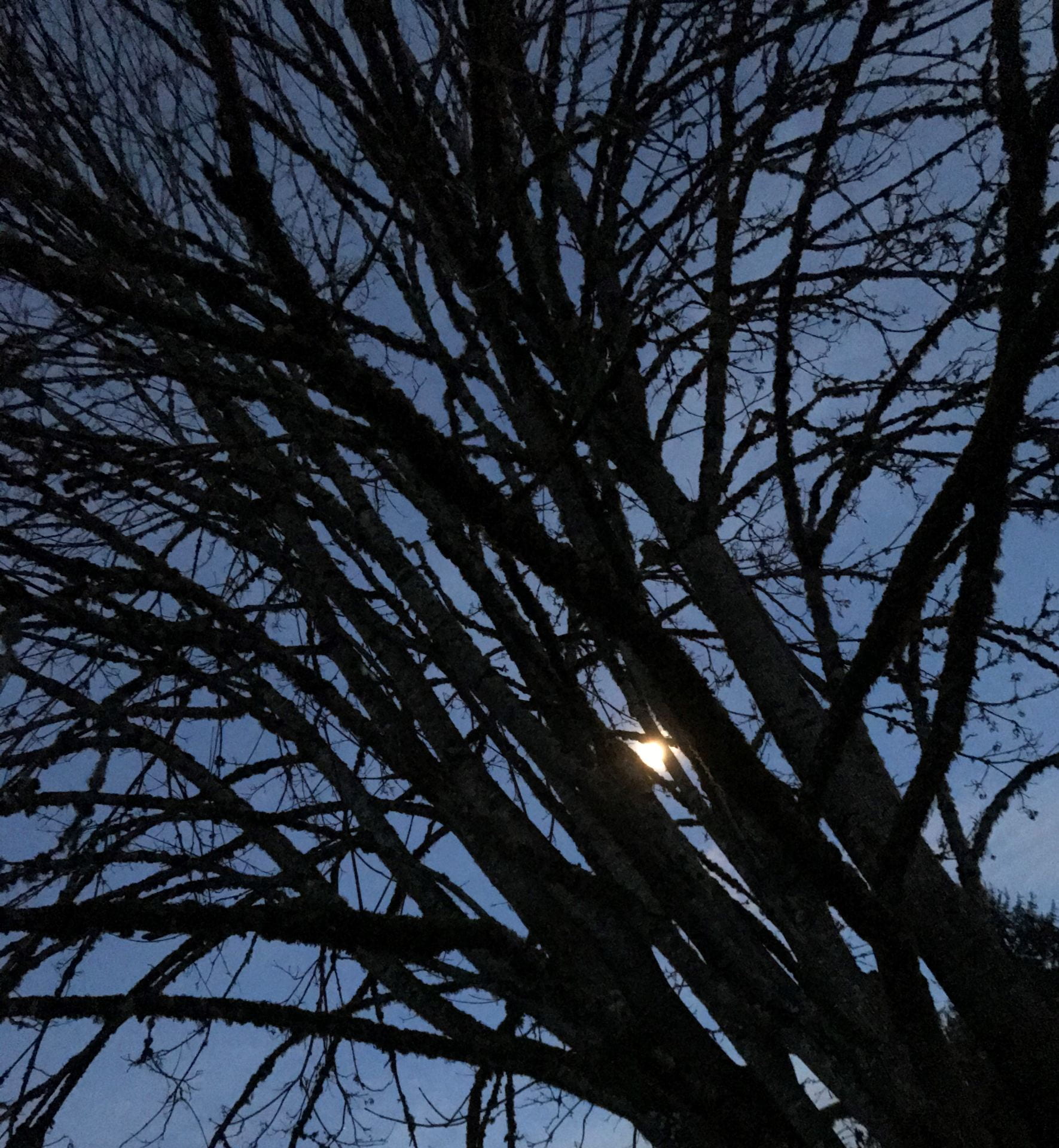 moon through bare tree branches