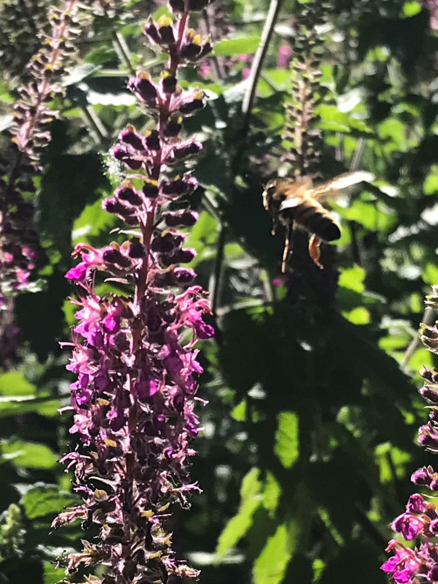 bee flying toward flower stalks