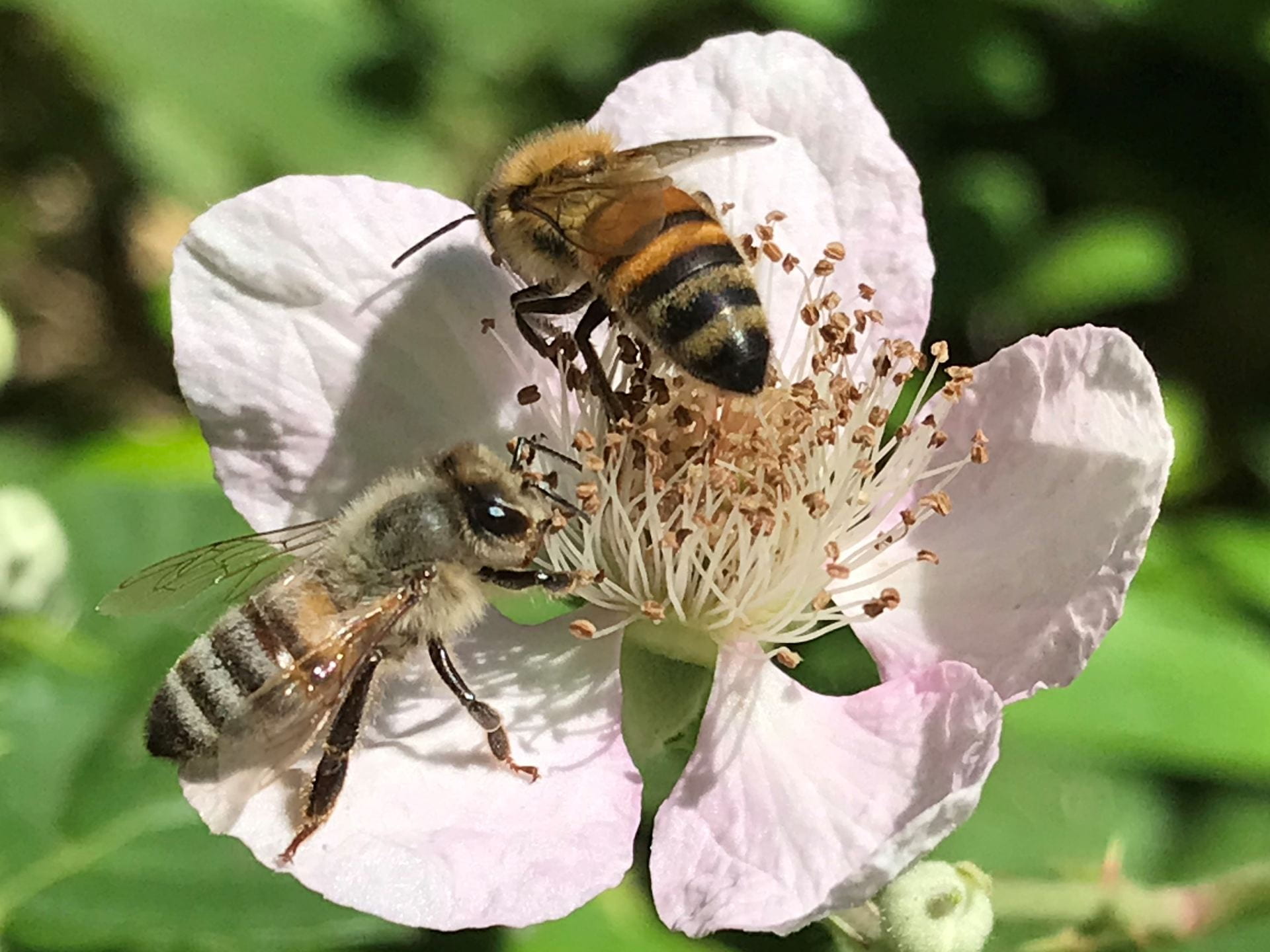 bees on flower
