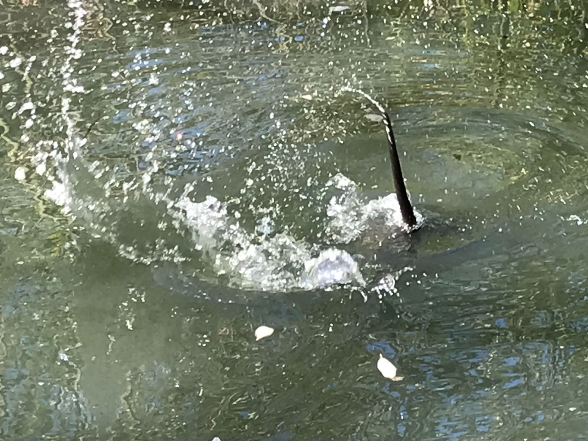 nutria tail in creek