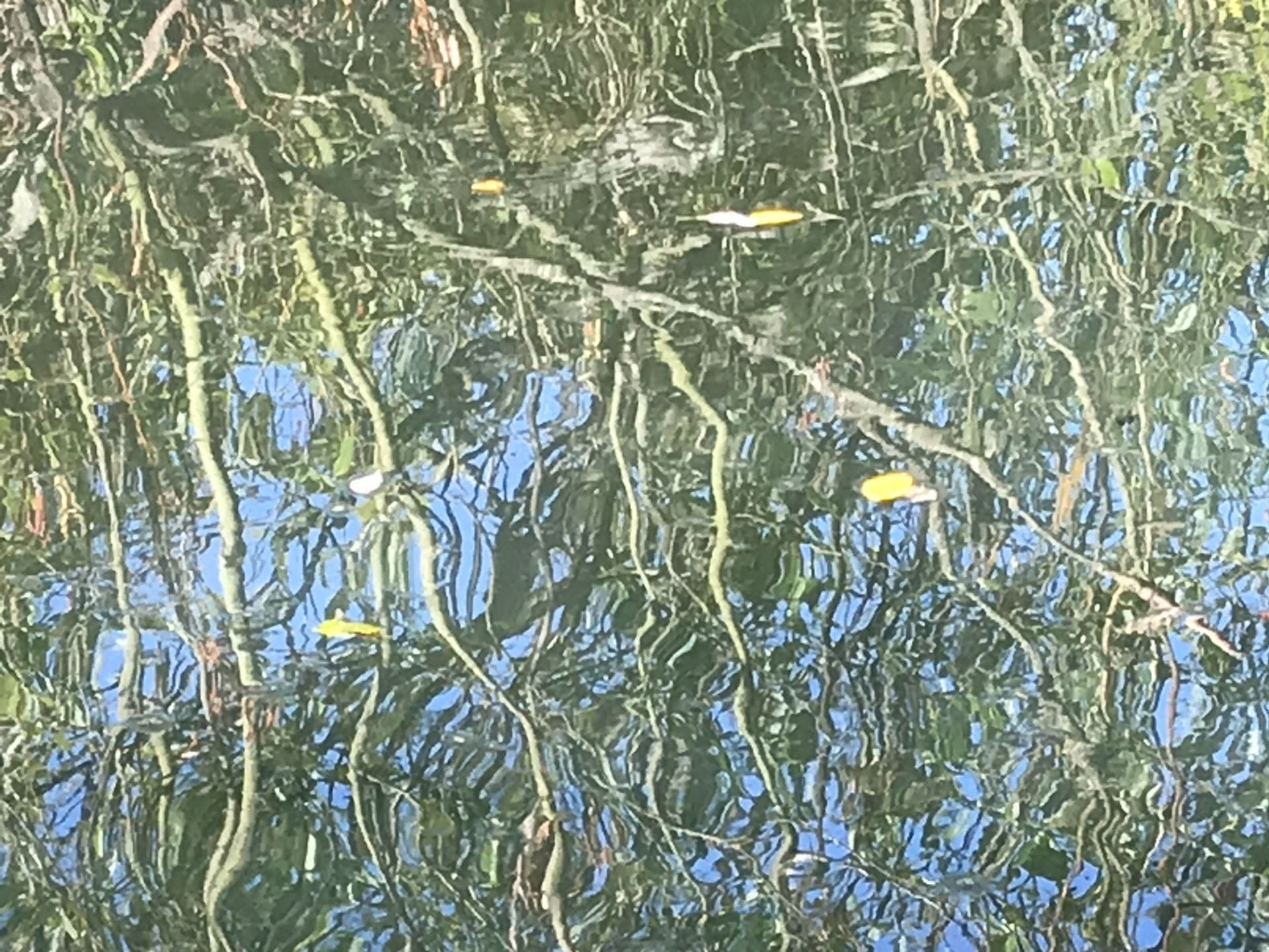 branches reflected in creek
