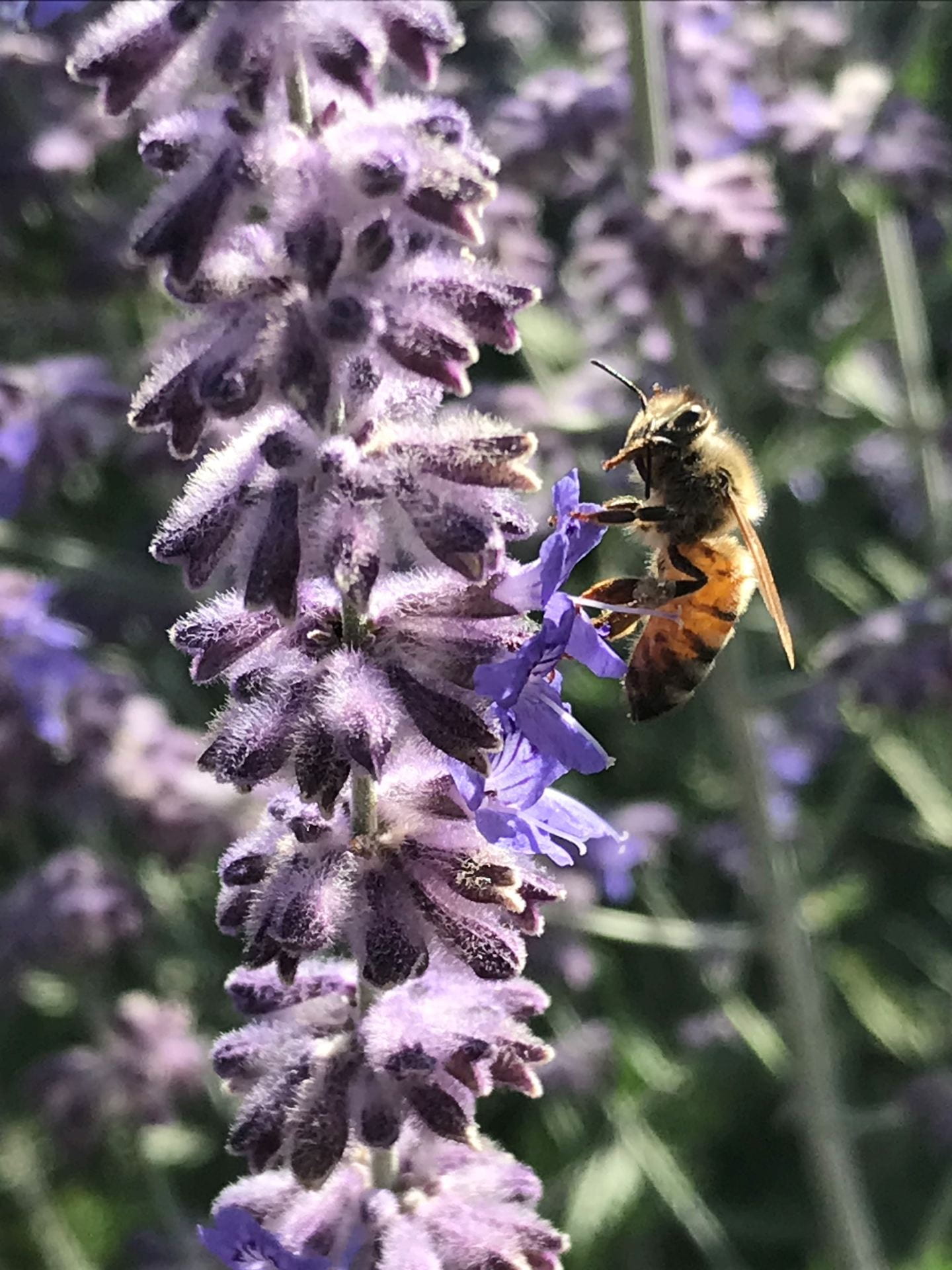 bee on Russian sage flower stalk