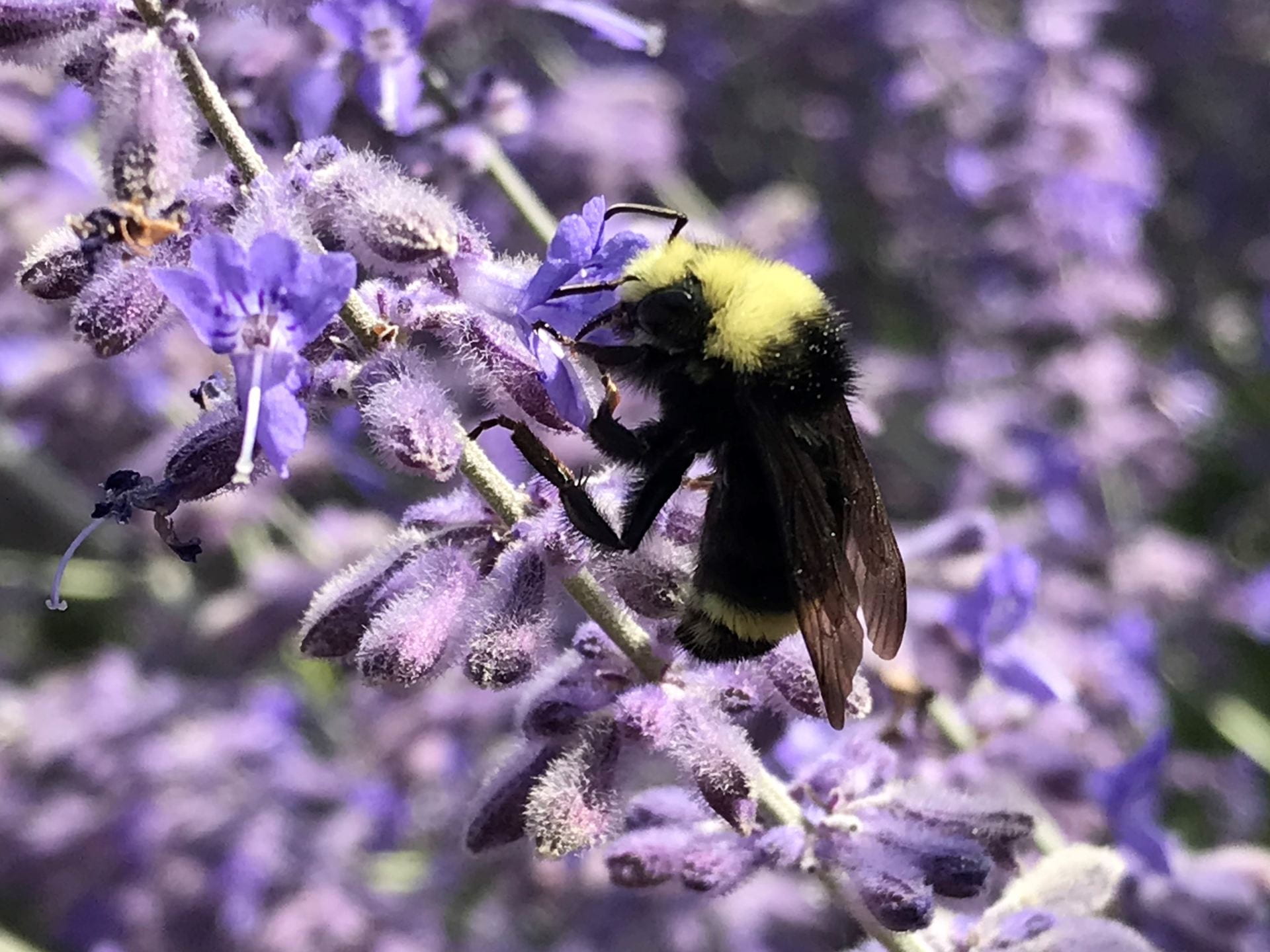 bumble bee on Russian sage