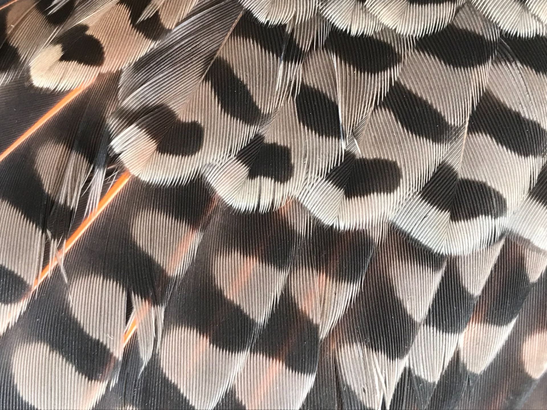 bird wing feathers