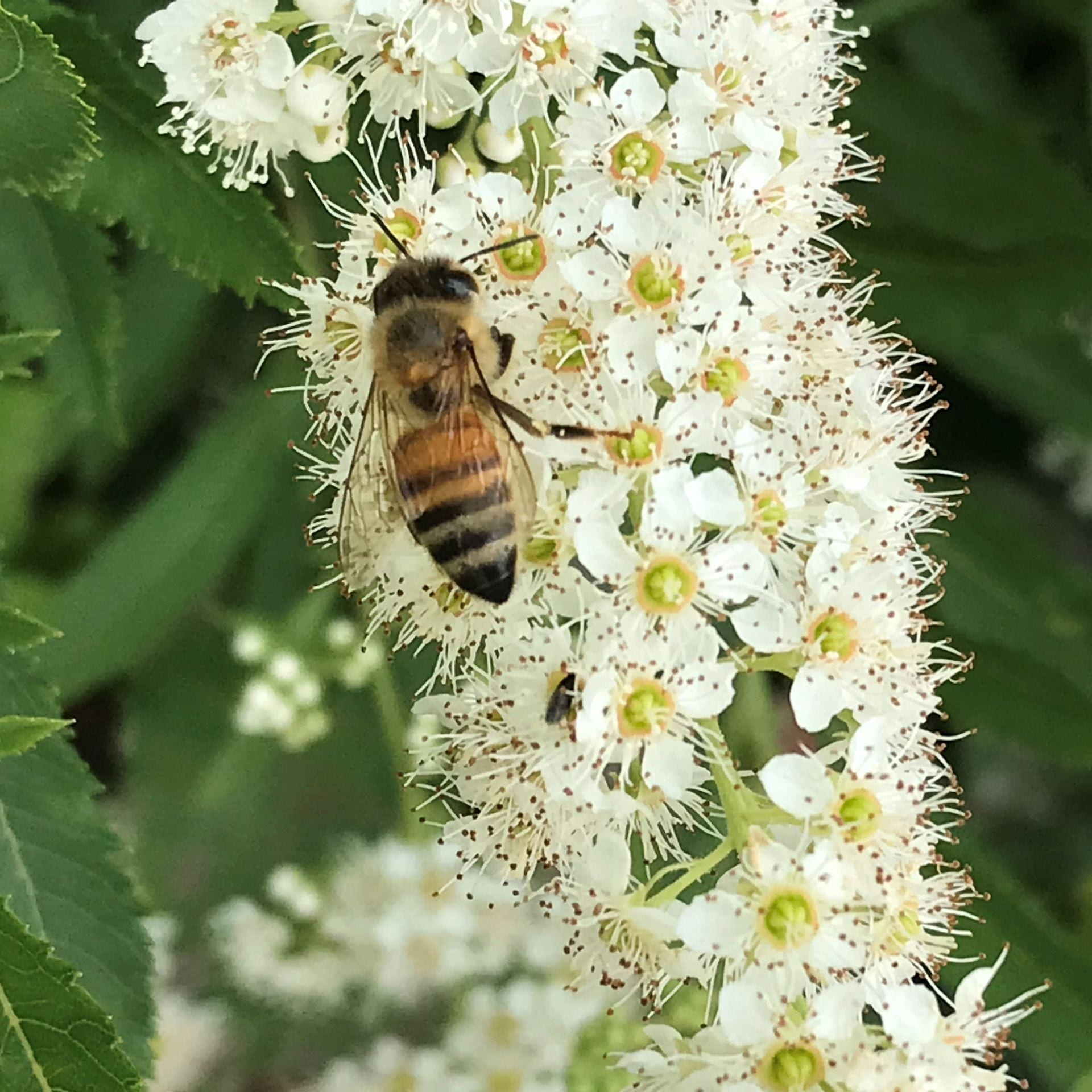 bee on flower stalk