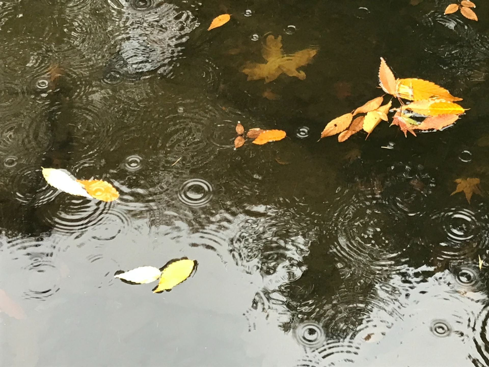 fall leaves and raindrops on pond surface