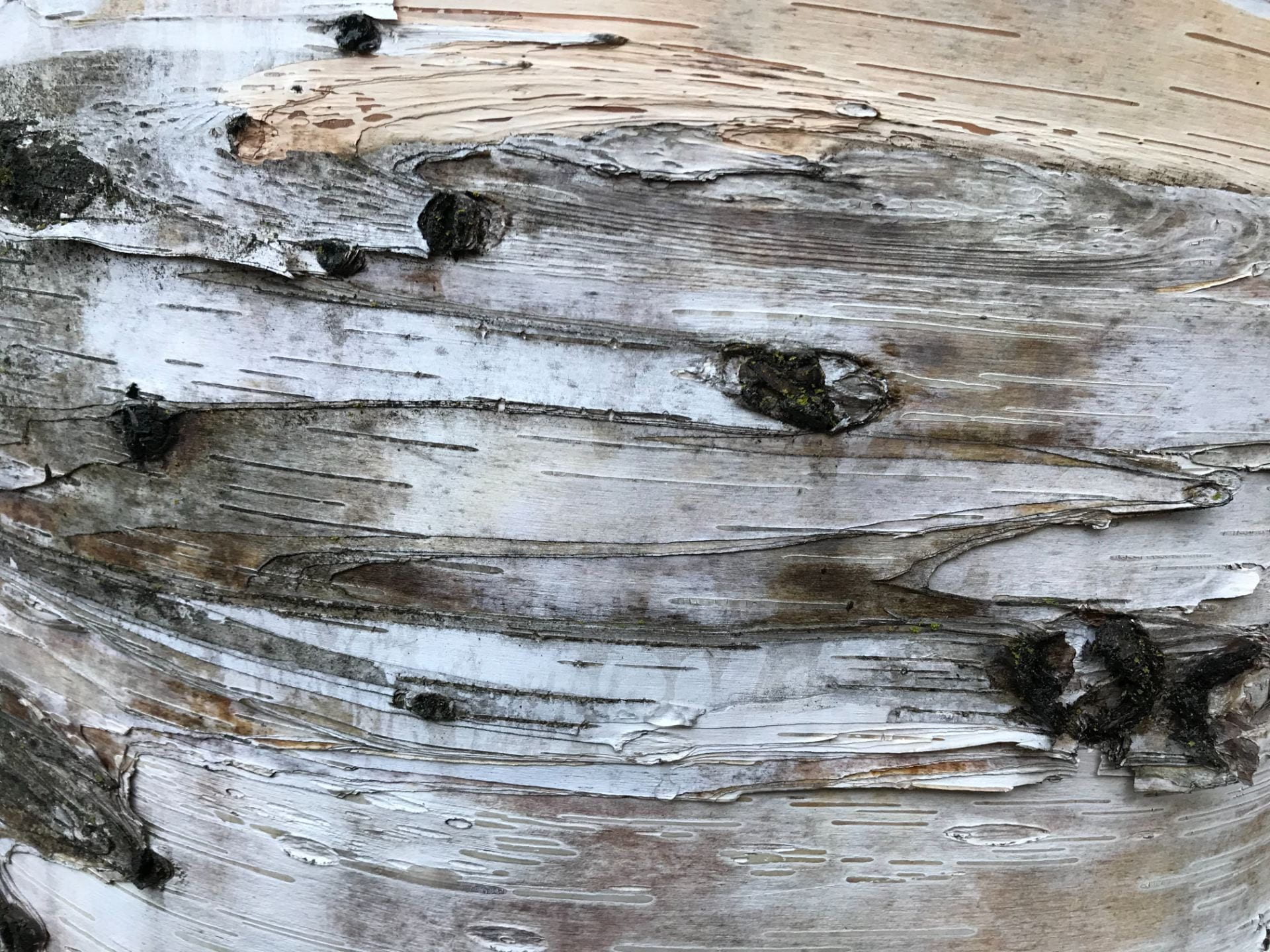 closeup of birch trunk showing bark