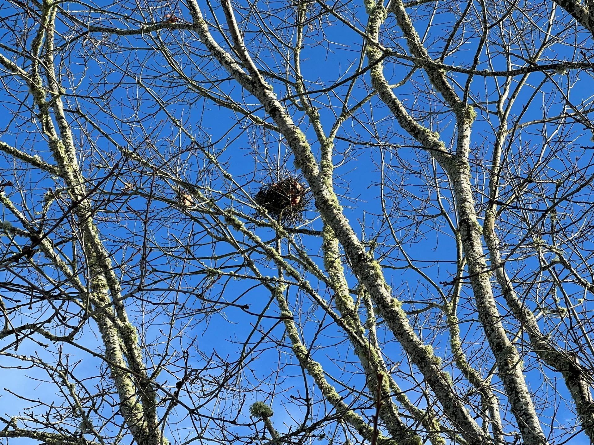 bird nest in bare trees