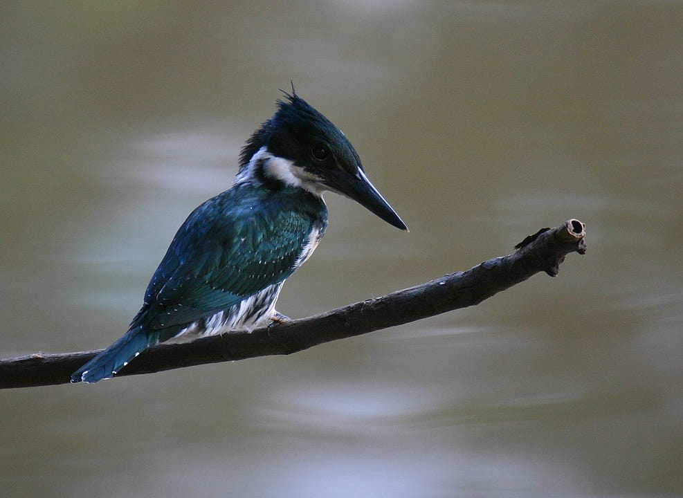 kingfisher perched on branch