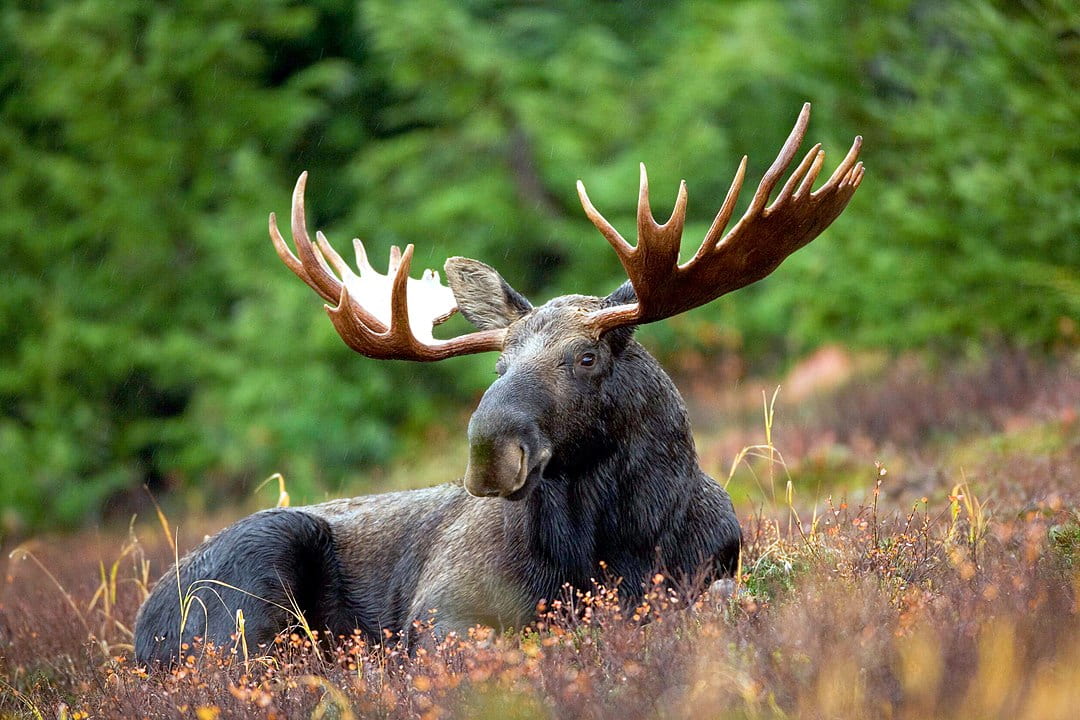 resting male moose