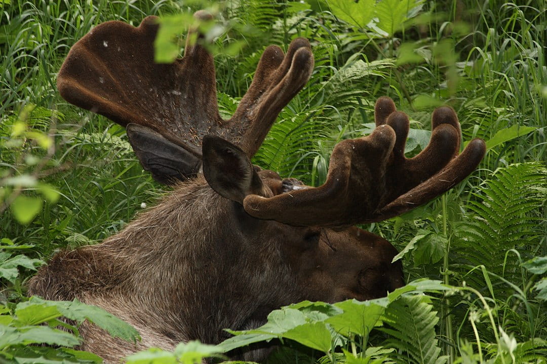 male moose in thicket