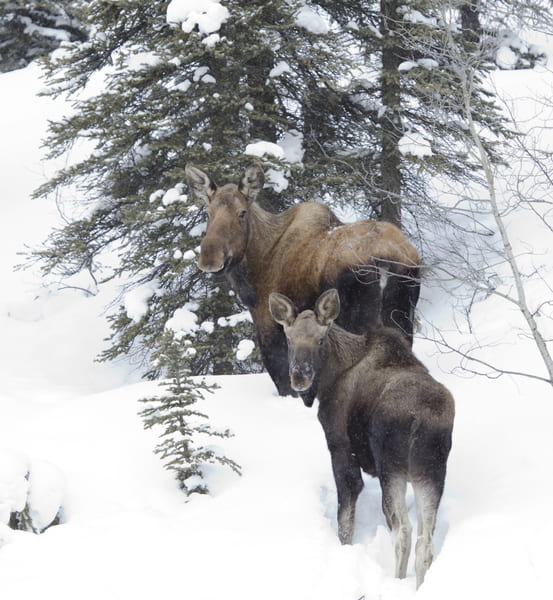 moose and calf in snow
