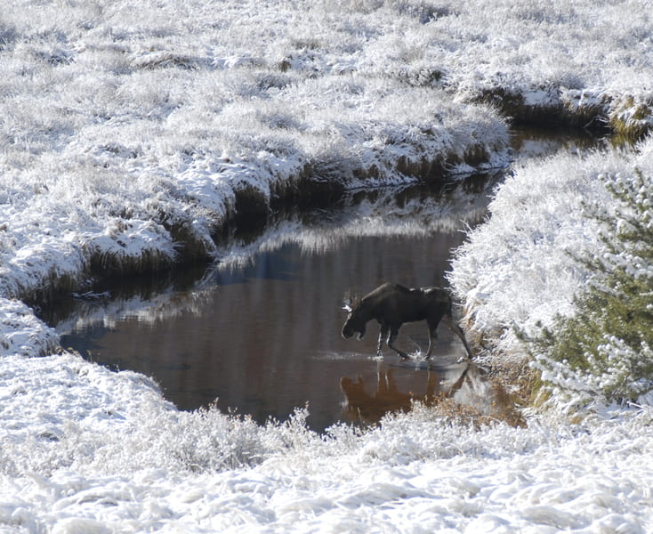 moose drinking in snow