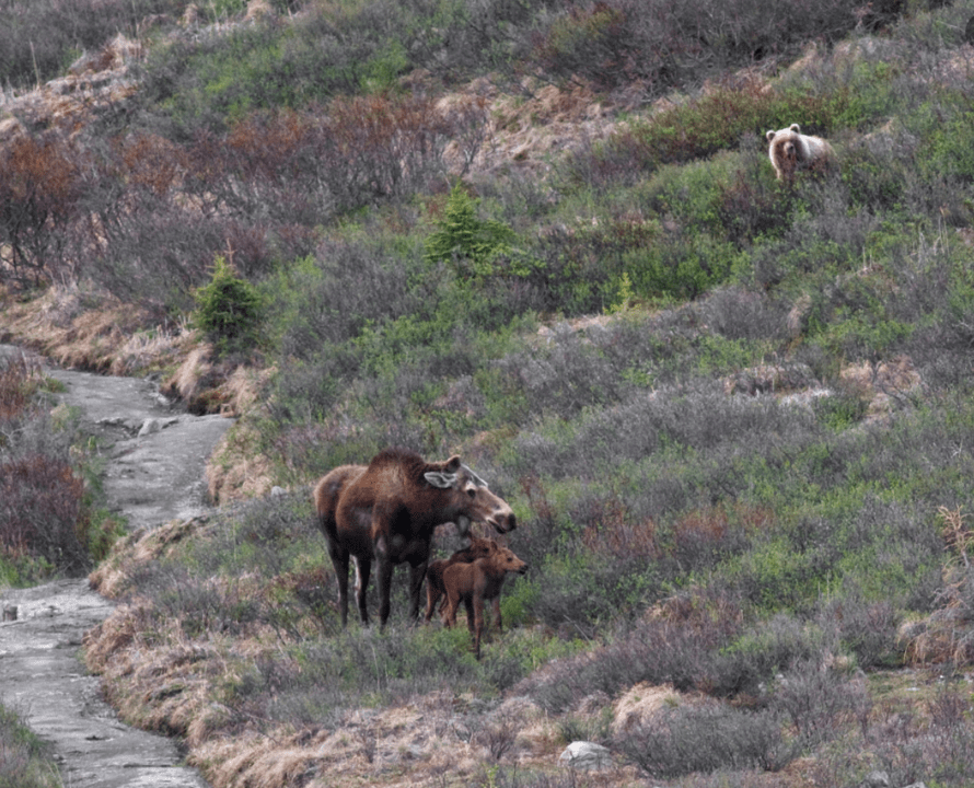 brown bear hunting moose cow and calf